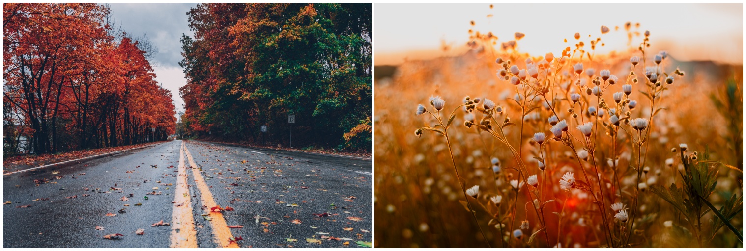 가을 사진들