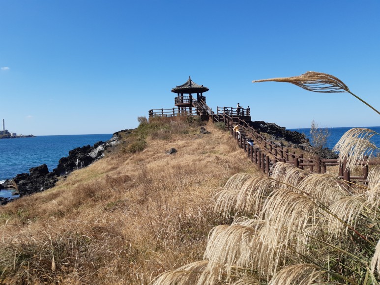  ((억새명소))제주 닭머르 해안길~!