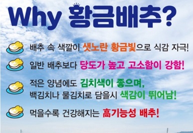 황금배추가좋은이유