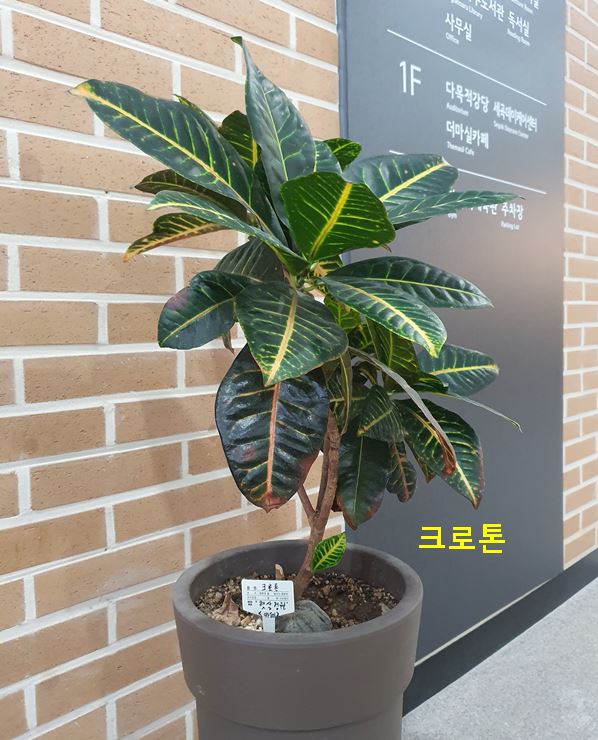 플랜테리어