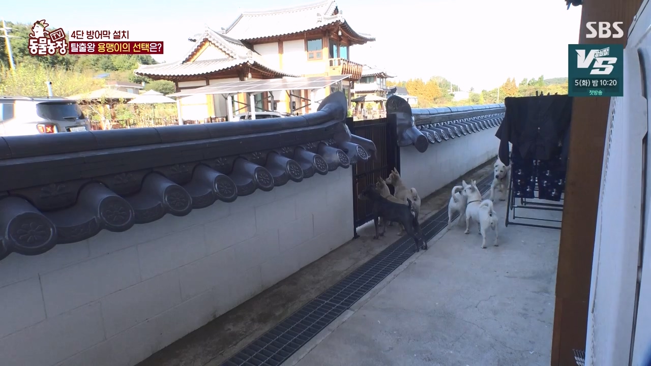 TV 동물농장.E1147.231127p-NEXT.mp4_20231126_170401.348.jpg