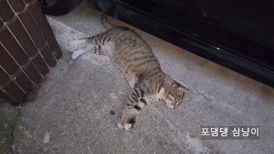 옆으로-누워서-자고-있는-고양이.