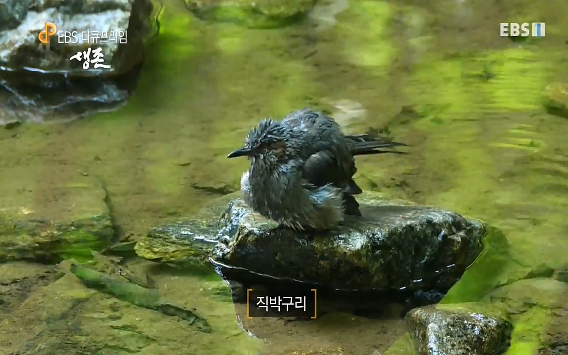 생존 3부_ EBS 다큐프라임_ 220629.avi_20220701_210053.262.jpg