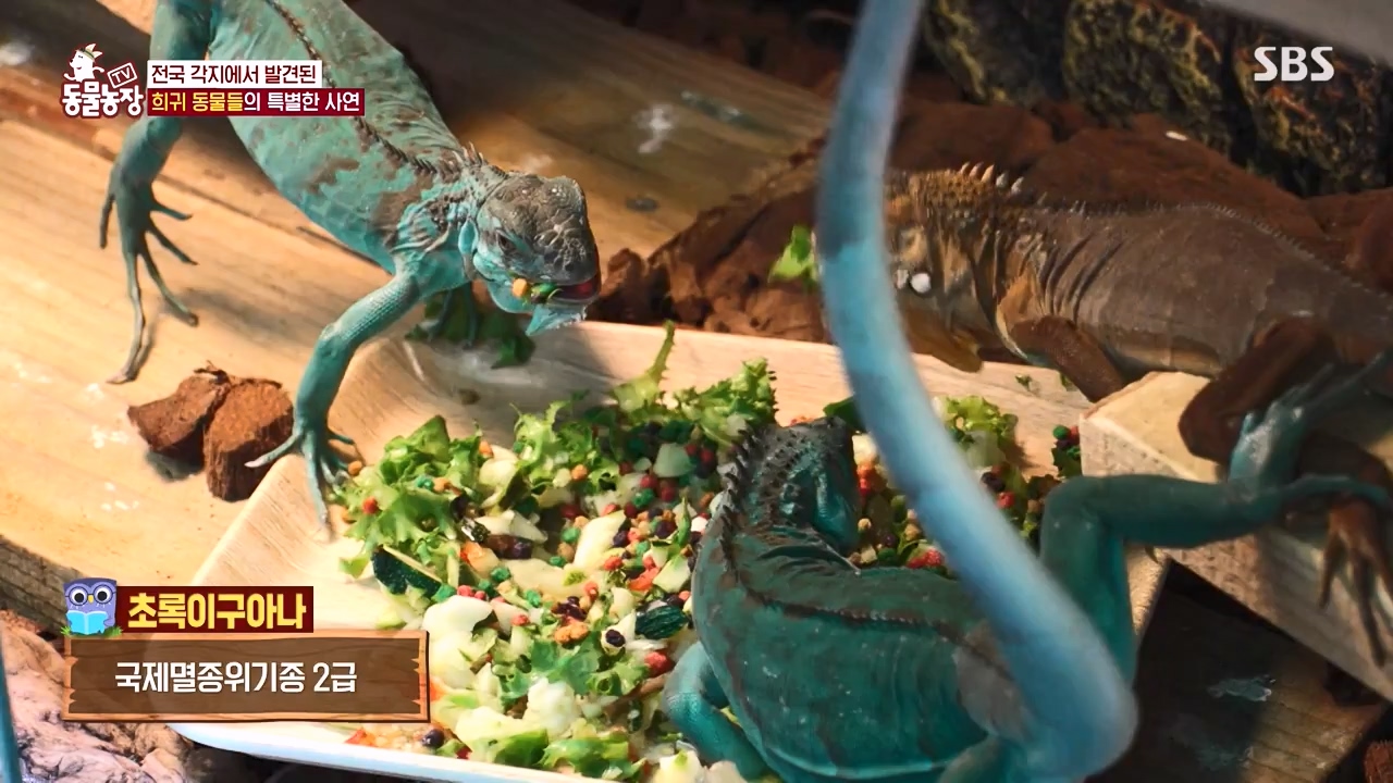 TV 동물농장.E1156.240129p-NEXT.mp4_20240128_191739.390.jpg