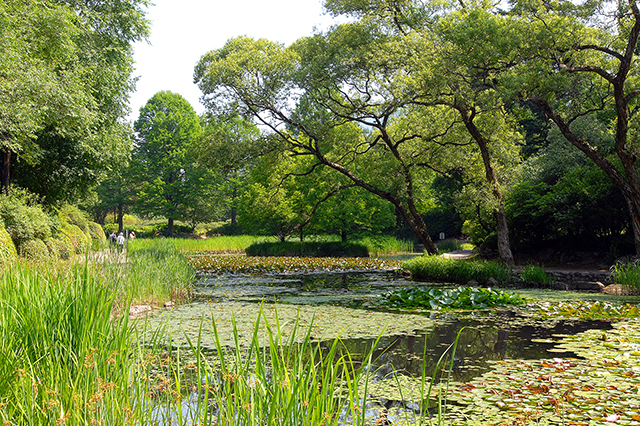 연못위의 연꽃과 나무가 어우러진 포천 국립수목원 호수의 모습