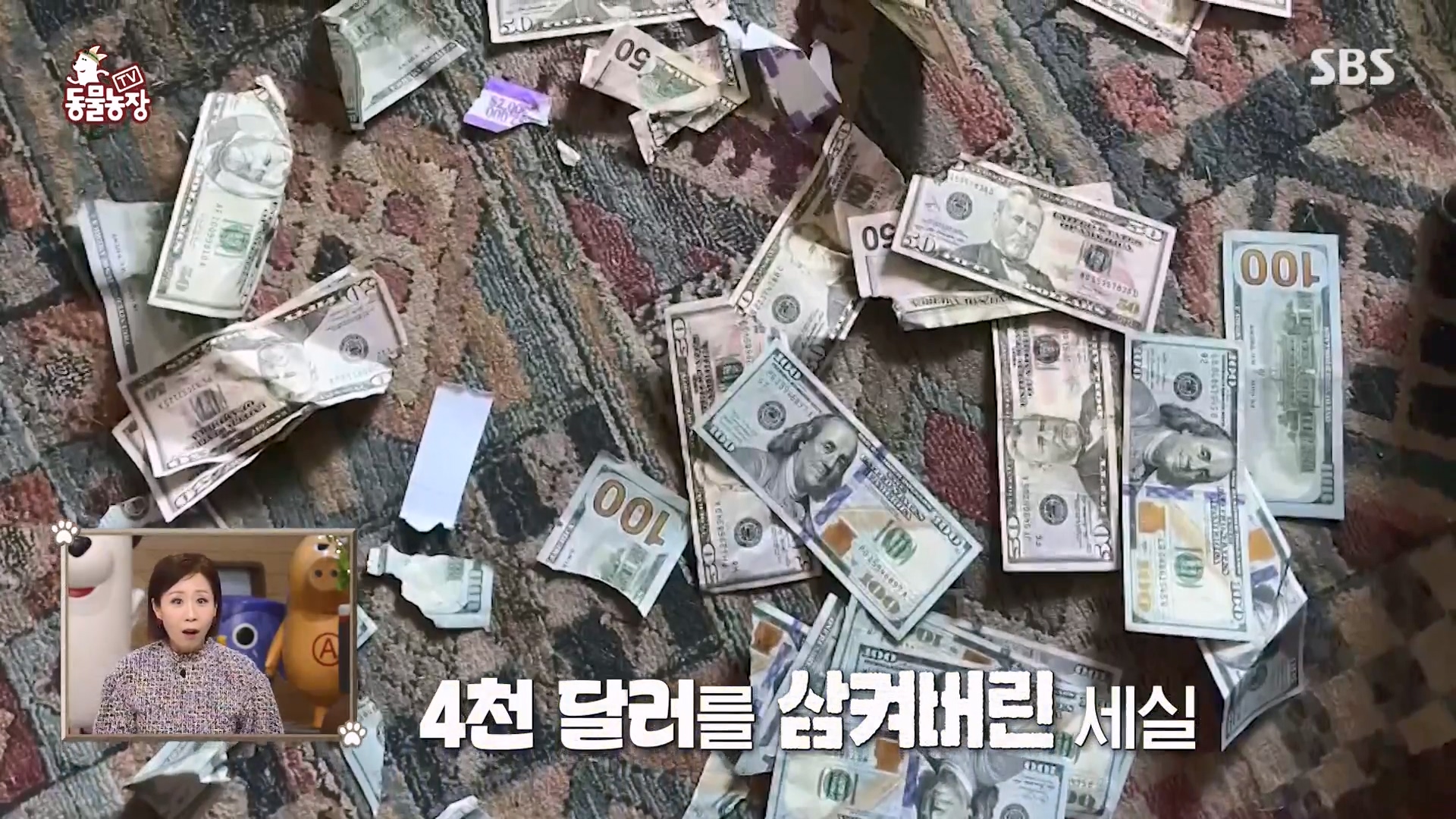 TV 동물농장.E1157.240204p-NEXT.mp4_20240204_164227.644.jpg