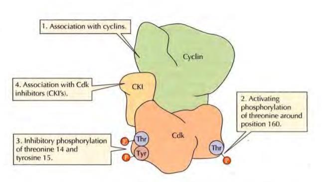 cdkl 세포의 구조