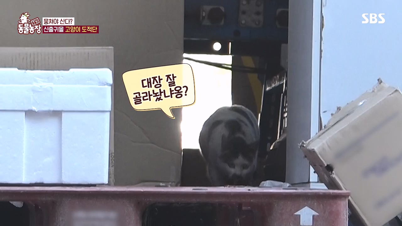 TV 동물농장.E1153.240108p-NEXT.mp4_20240107_173820.170.jpg