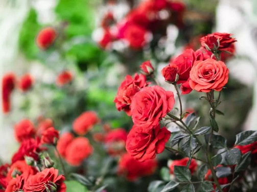 정원꾸미기 아름다운 빨간 꽃 - 장미꽃