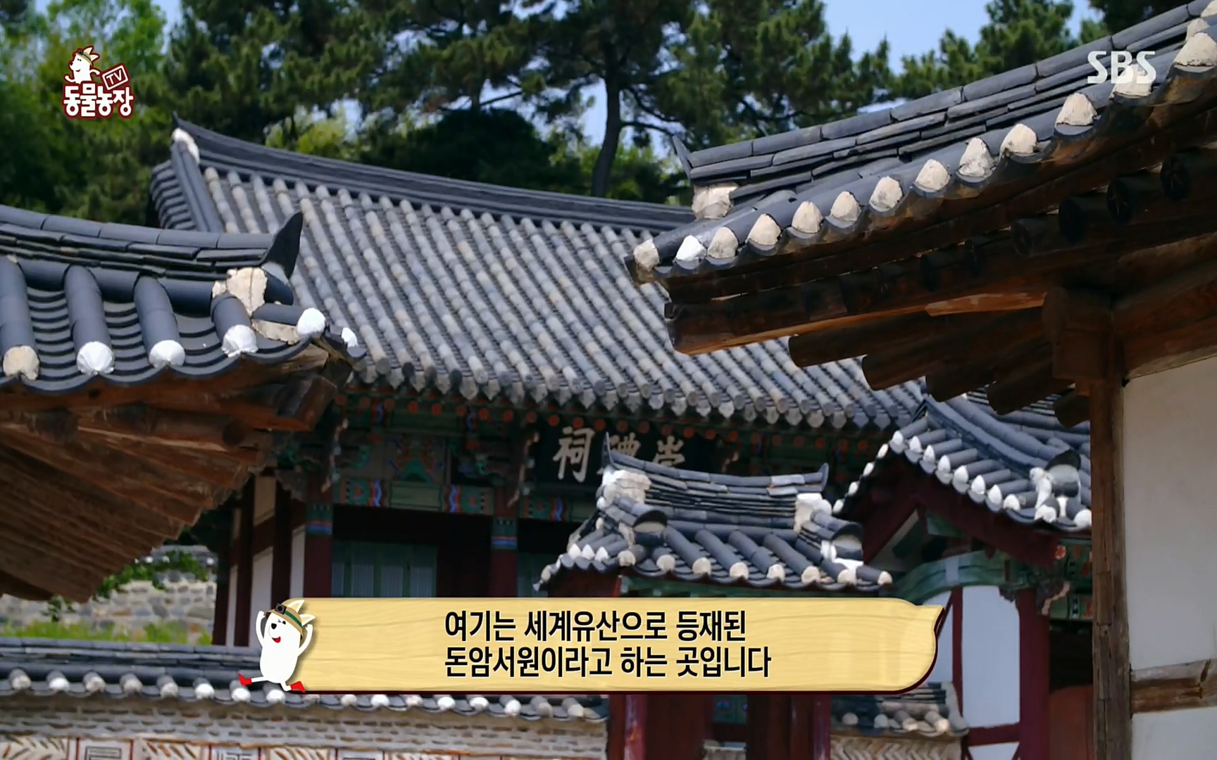 TV 동물농장.E1074.220619p.H264-F1RST.mp4_20220619_182522.749.jpg