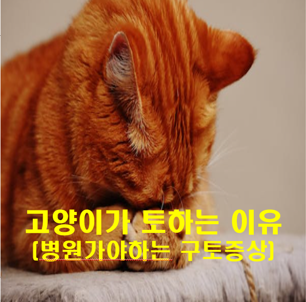 고양이가 토하는 이유
