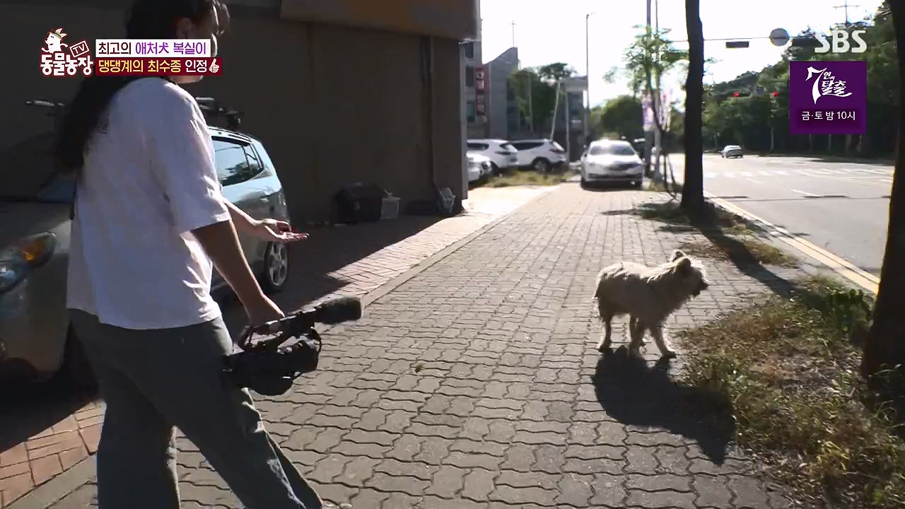 TV 동물농장.E1138.230918p-NEXT.mp4_20230917_174227.634.jpg