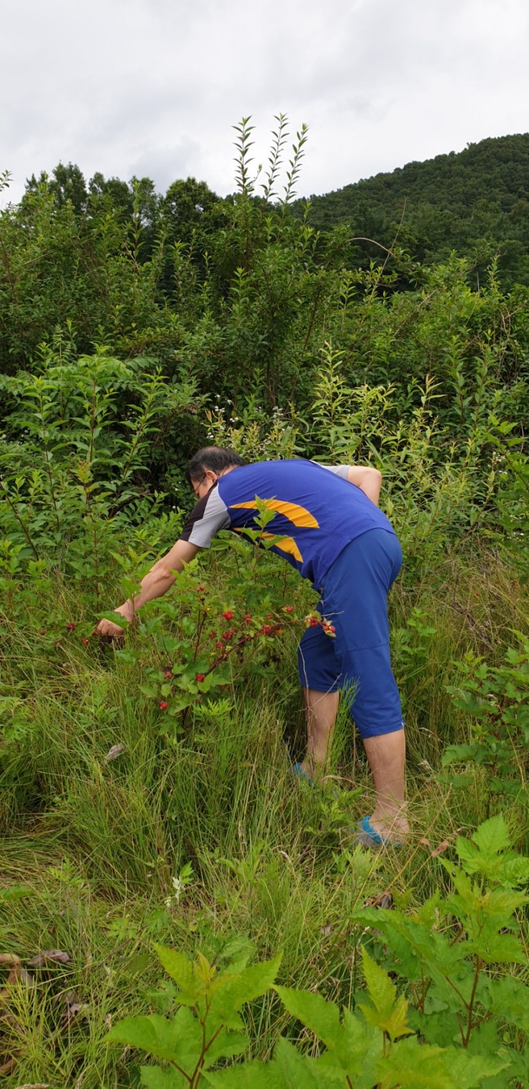 고추 ...모두싹 살포 물에 잠긴 11