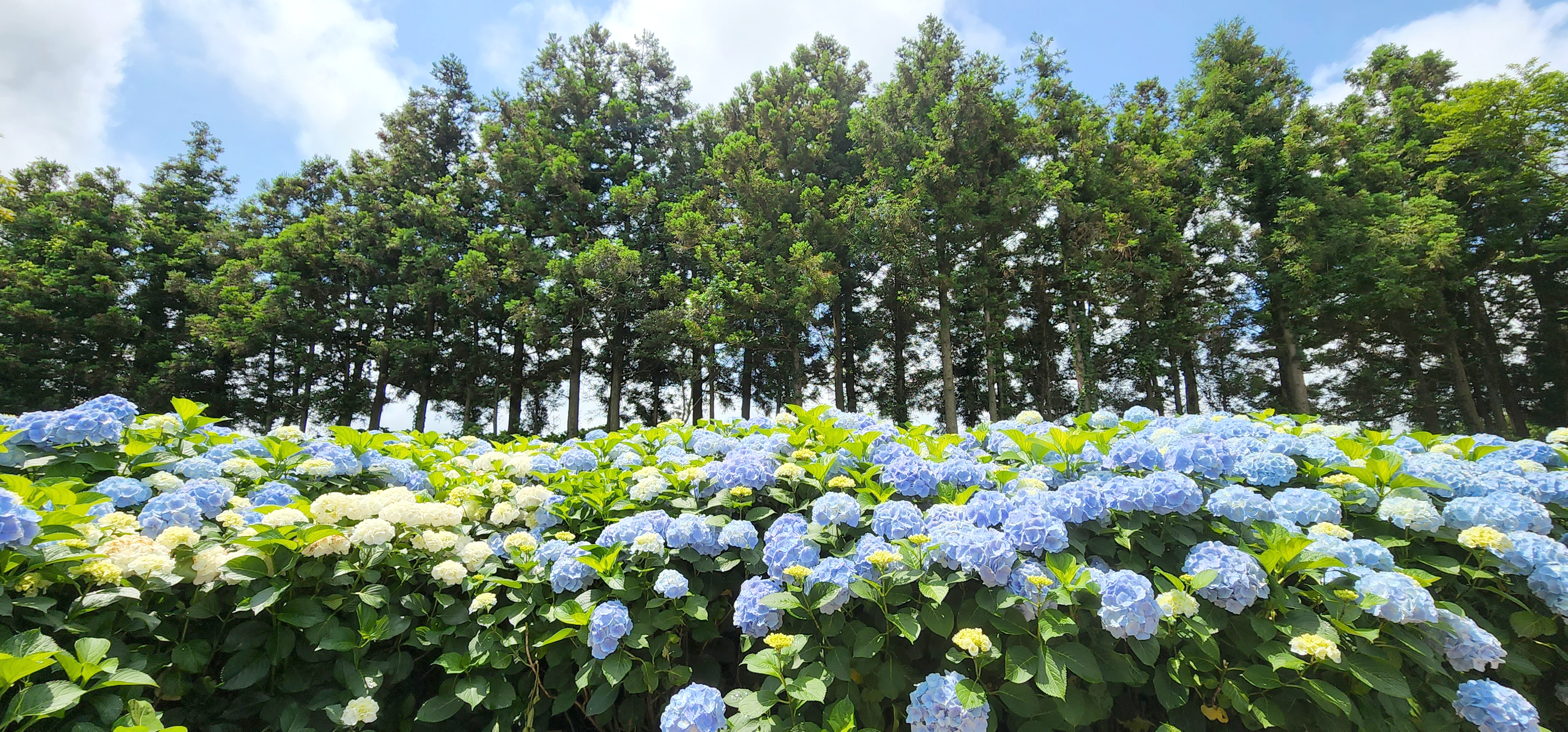  [제주 수국명소] 서귀포 보롬왓 수국길 다녀왔어요