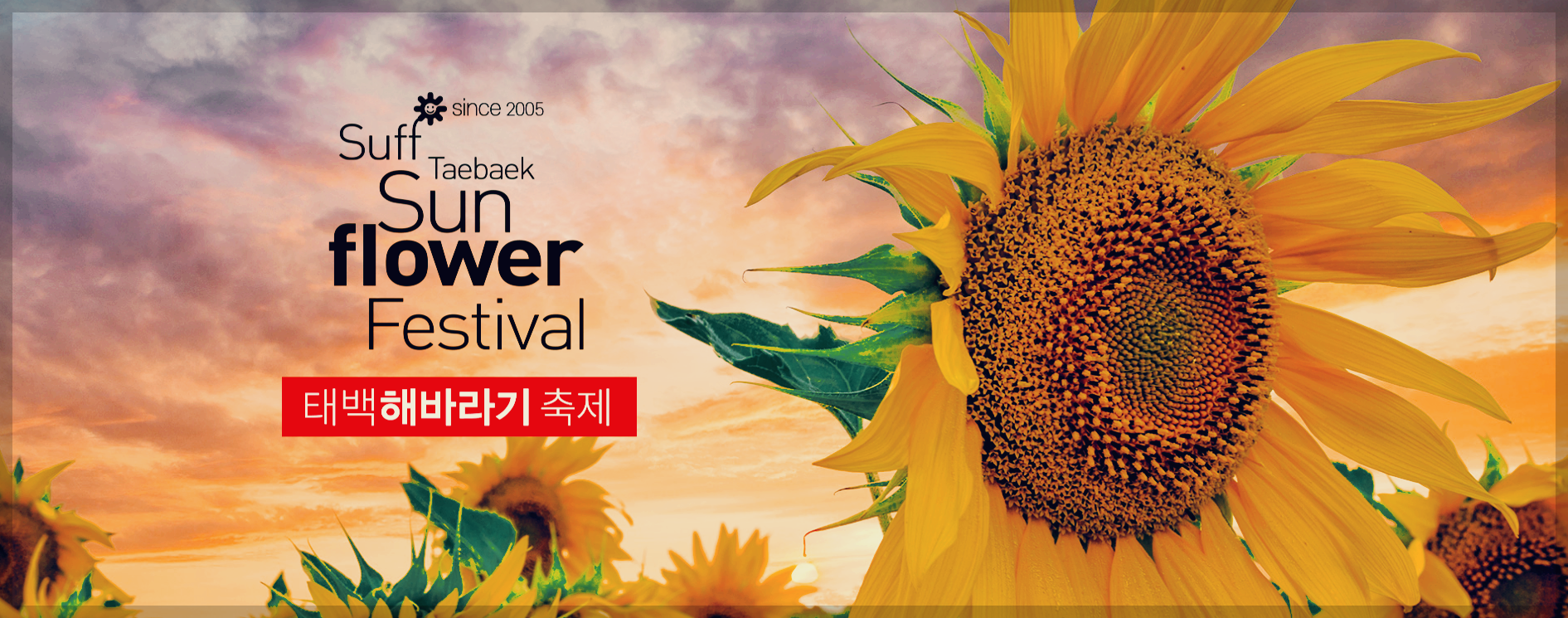  태백 해바라기축제 : 해바라기 동화 속으로 초대하는 태백 구와우 마을