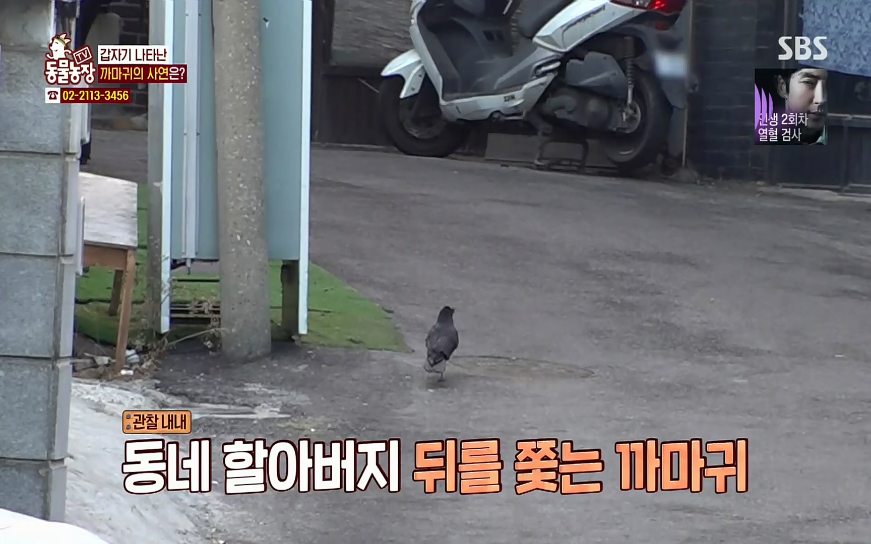 TV 동물농장.E1062.220327p.H264-F1RST.mp4_20220327_174433.686.jpg