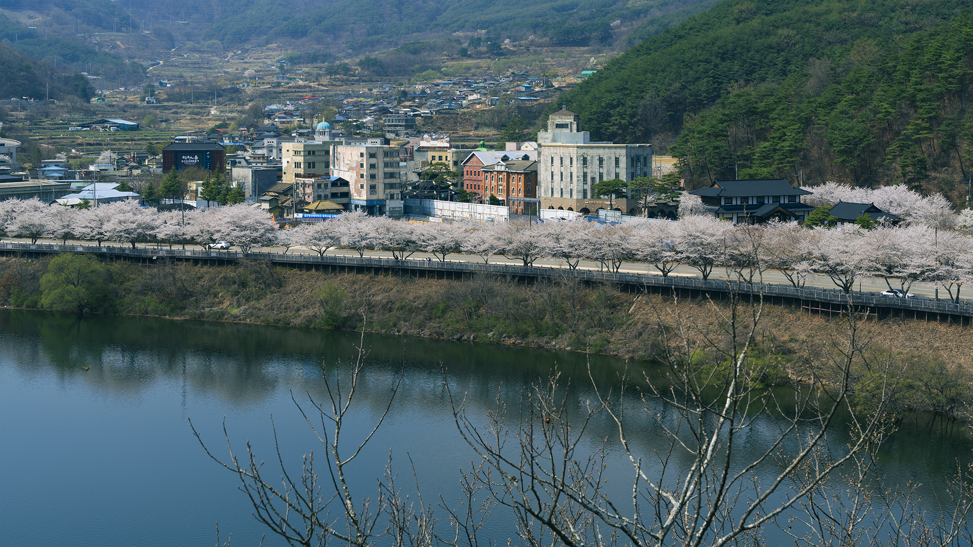 합천_벚꽃명소