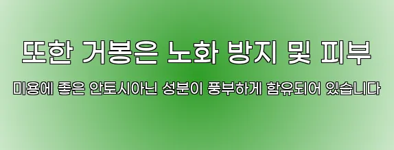  또한 거봉은 노화 방지 및 피부 미용에 좋은 안토시아닌 성분이 풍부하게 함유되어 있습니다