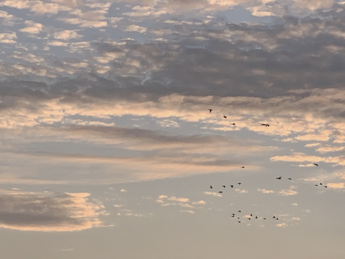 노을진 구름 아래로 날아가는 새들