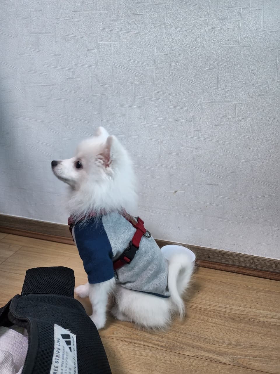 강아지사진