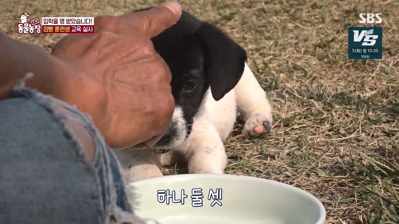 TV 동물농장.E1147.231127p-NEXT.mp4_20231126_170349.447.jpg