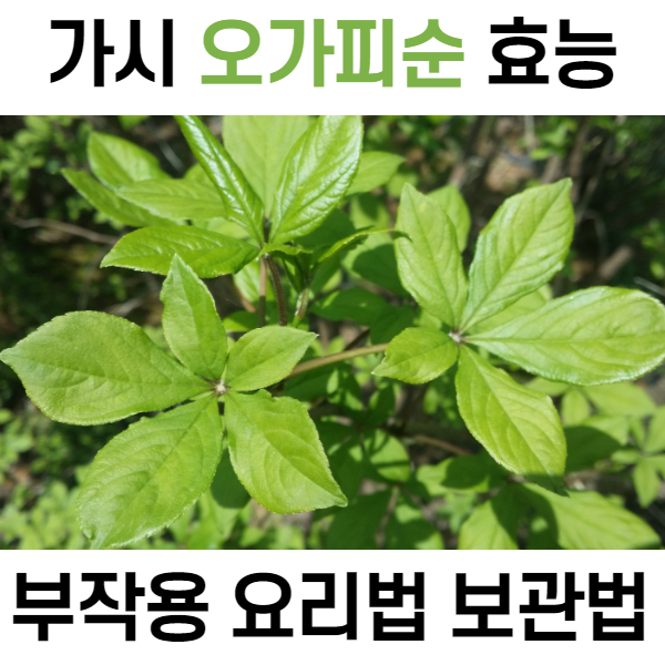 가시 오가피순 나물 효능 부작용 & 장아찌 요리법 보관법