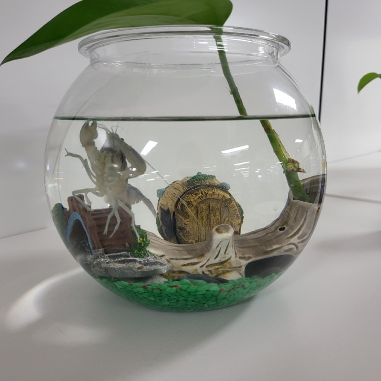 다이소화분 아이템으로 저렴한 가격에 생선, 청어 기르기(혼자 키운지 2개월 후) 5