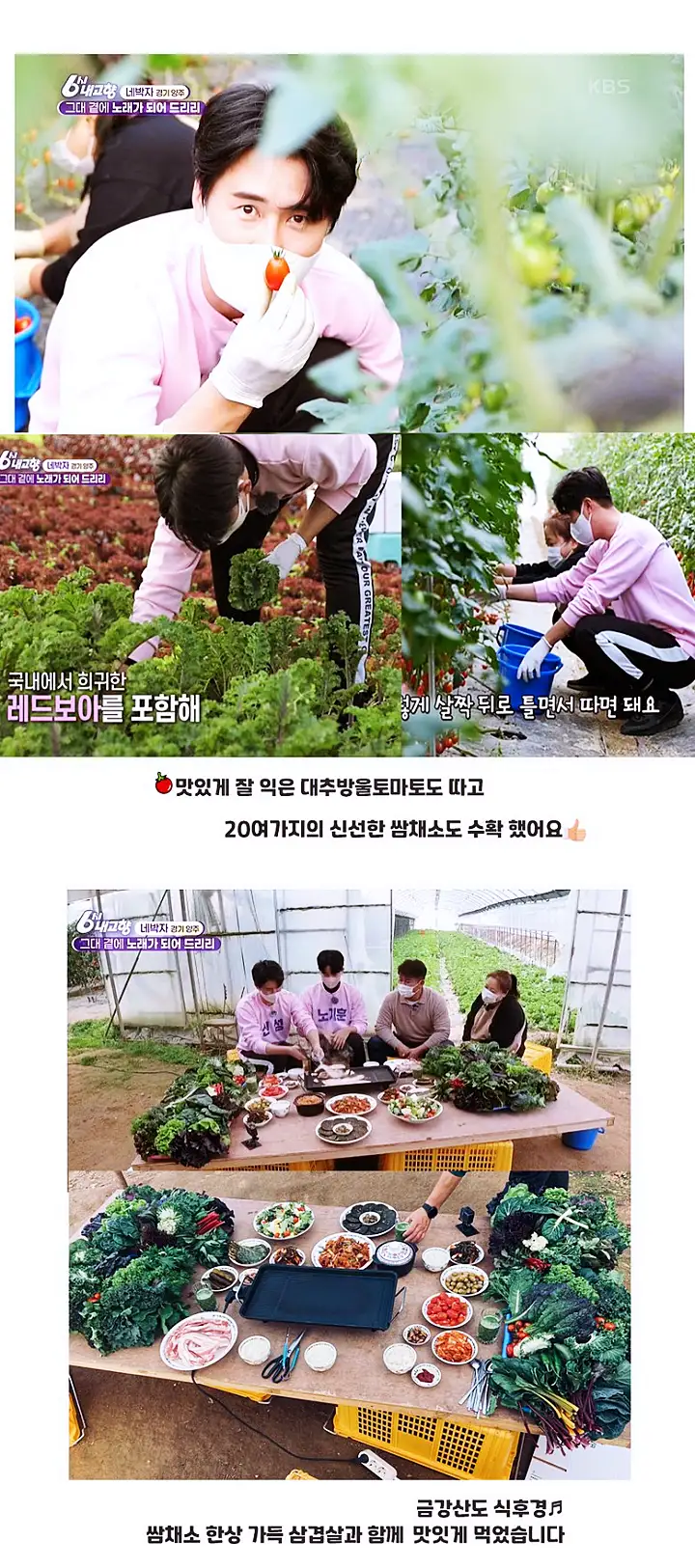 서민갑부 쌈채소 방울토마토 오이 전국 택배 온라인 주문 야채 파는 곳 연 매출 10억 원 귀농 농부 이범석 방송 정보