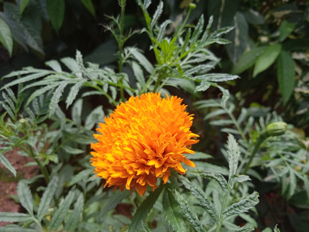 Marigold