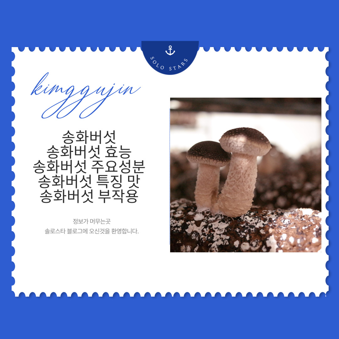 송화버섯 사진