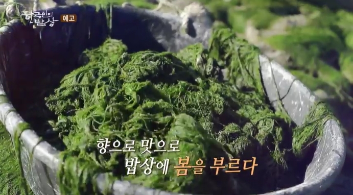 한국인의밥상-태안-감태