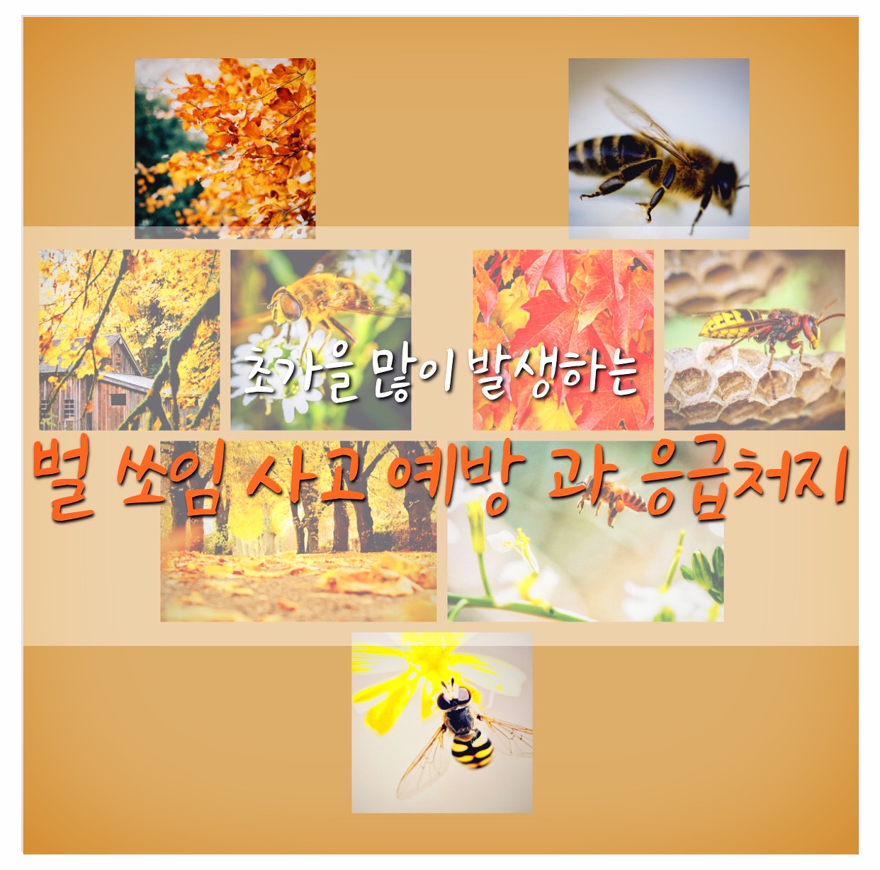  초가을 많이 발생하는 벌 쏘임 사고 예방 과 응급처지