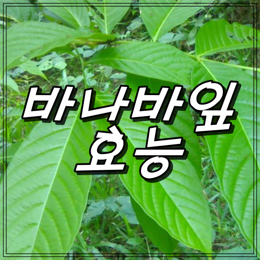 바나바잎효능