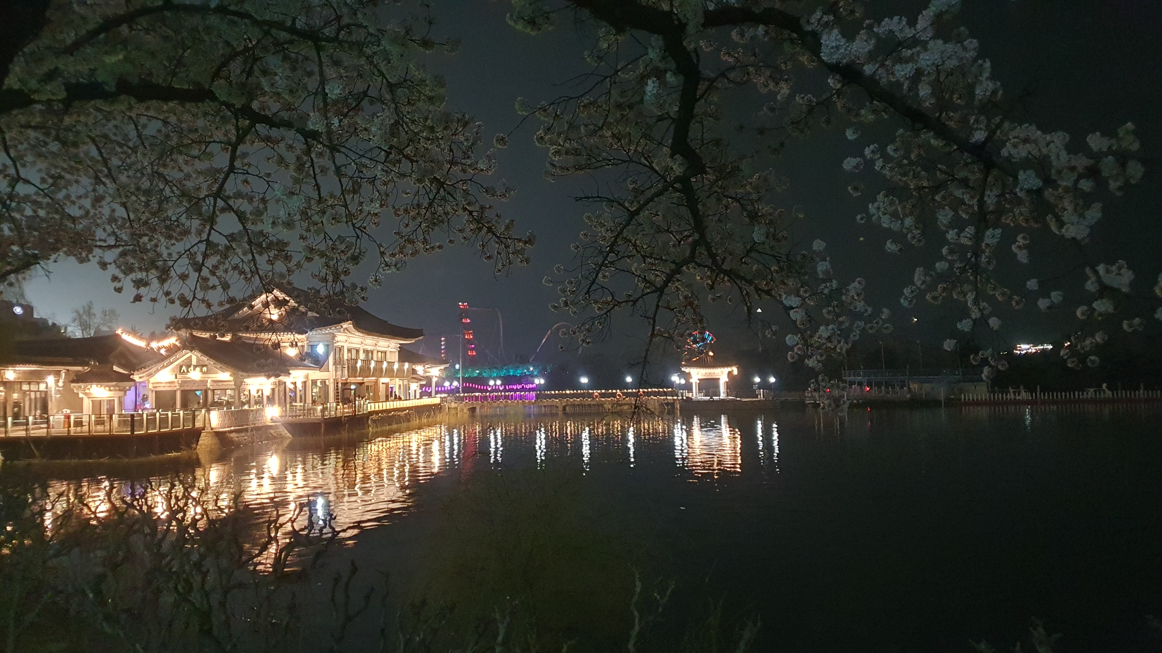 경주 보문관광단지 벚꽃 봄 여행