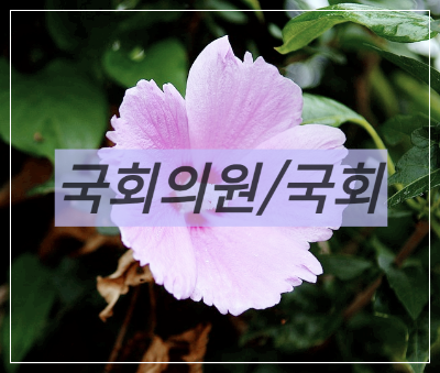 국회의원이 하는 일
