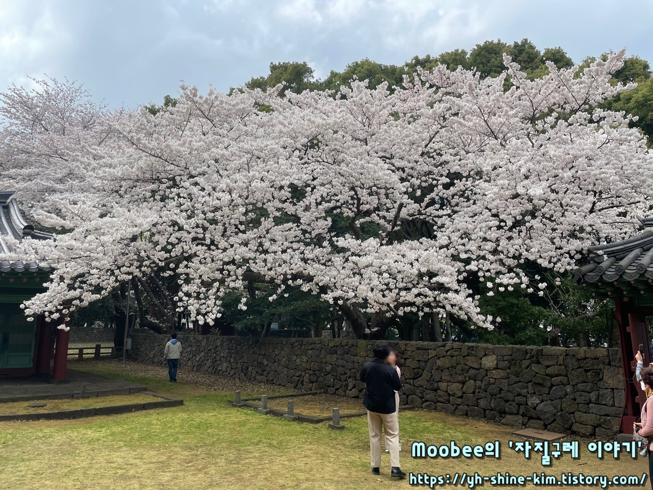 제주 삼성혈 벚꽃