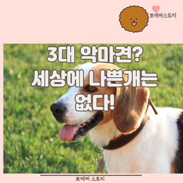  강아지성격 3대악마견 개구쟁이 비글성격 코카스파니엘성격 슈나우저성격