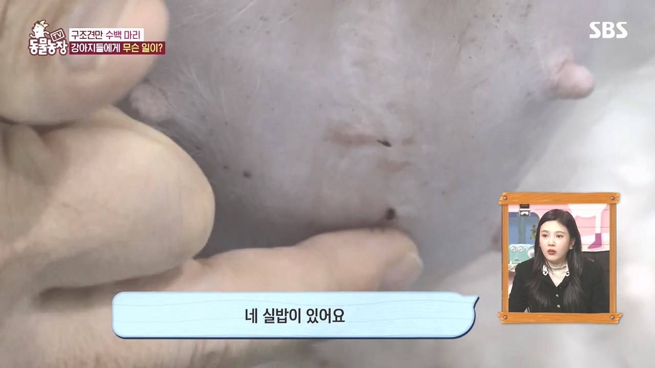 TV 동물농장.E1142.231023p-NEXT.mp4_20231022_171800.850.jpg