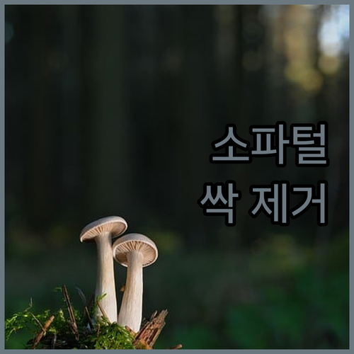 소파, 옷에 붙은 털, 이 롤러 하나