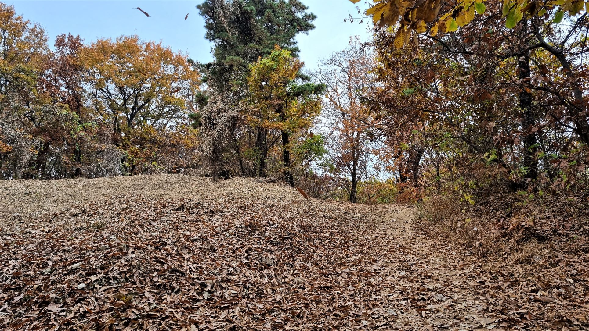 수북한 낙엽&#44; 누런 단풍&#44; 바람에 날리는 나뭇잎&#44;