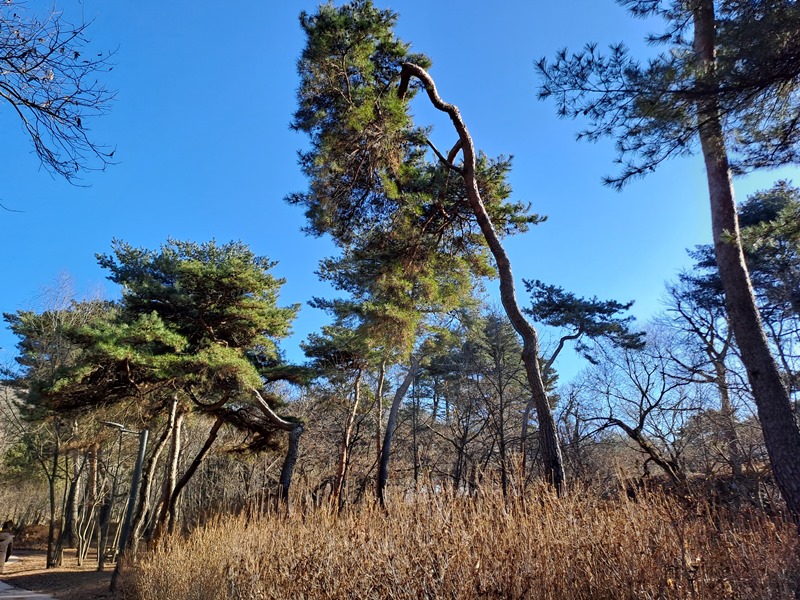 노송숲