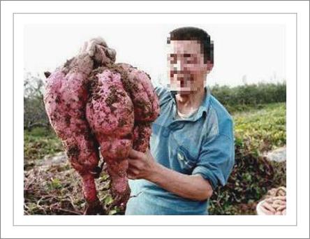 고구마 꿈해몽