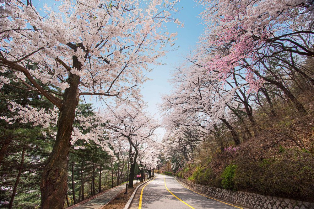 한국관광공사-봄-드라이브코스-5선-워커힐 벚꽃길