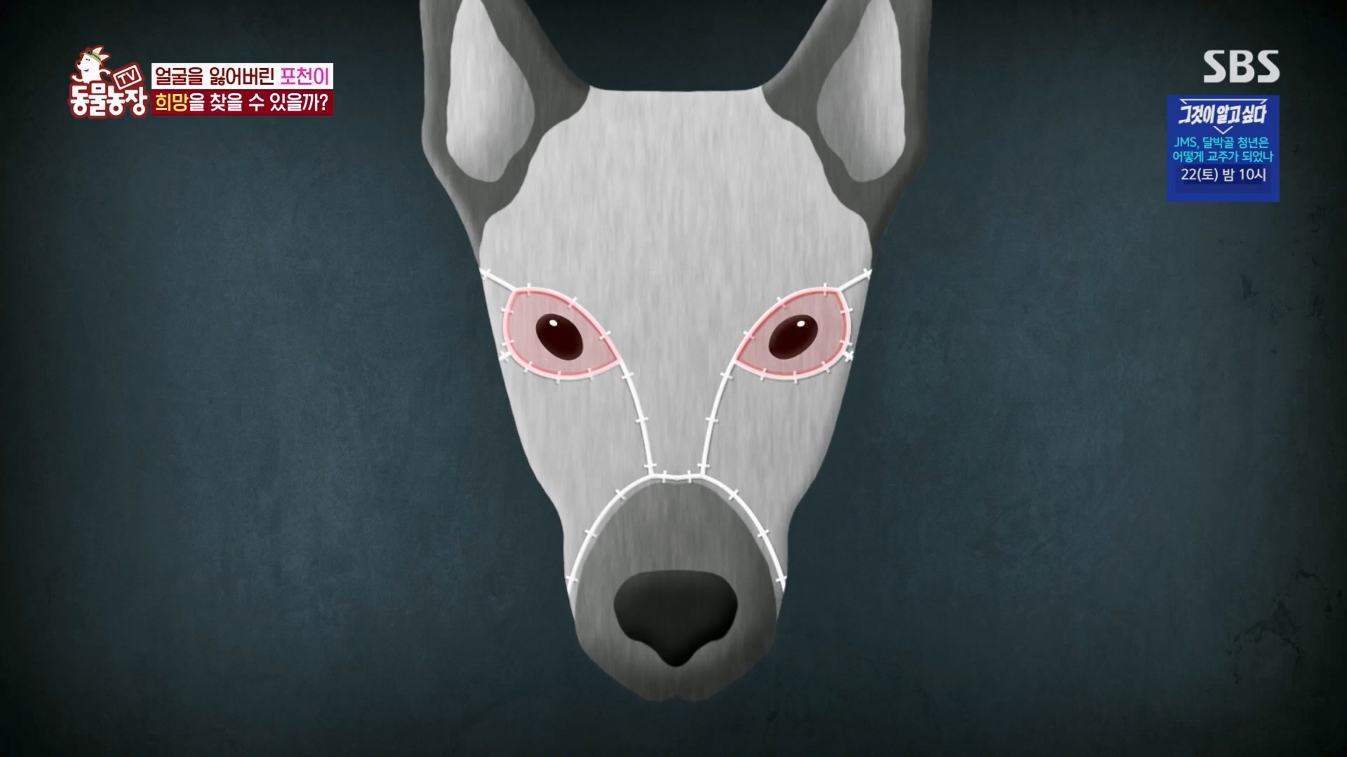 TV 동물농장.E1116.230416p.H264-F1RST.mp4_20230418_194214.623.jpg