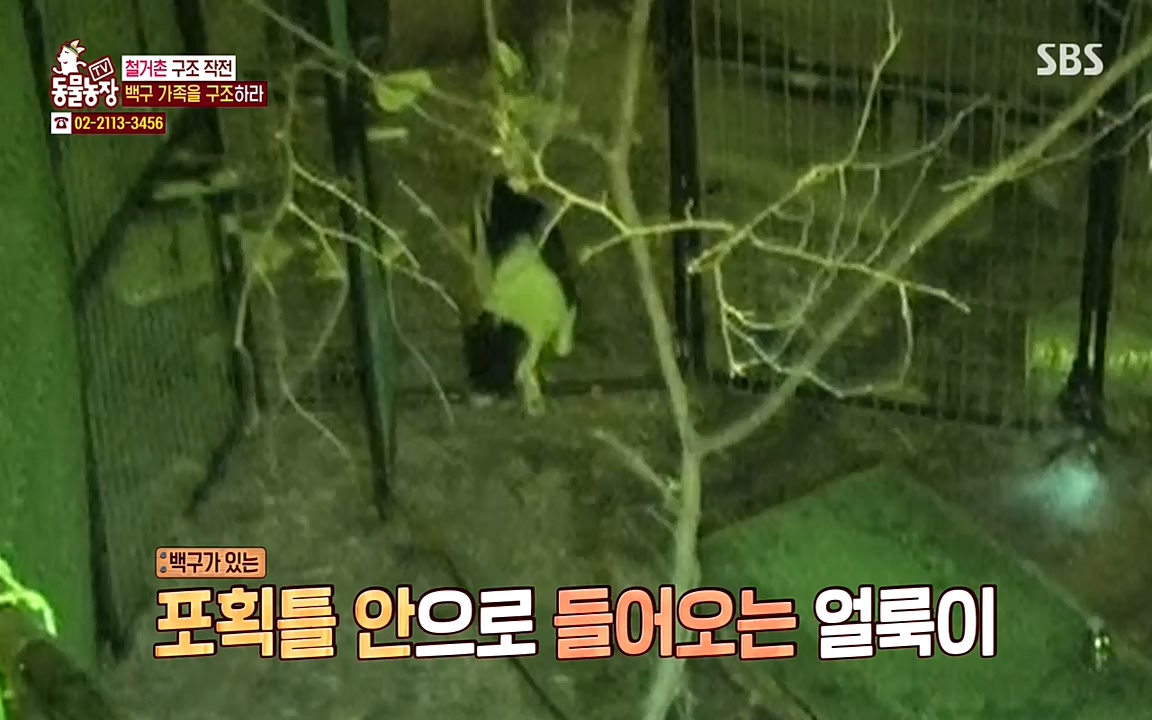 TV 동물농장.E1065.220418p-NEXT.mp4_20220417_181319.838.jpg