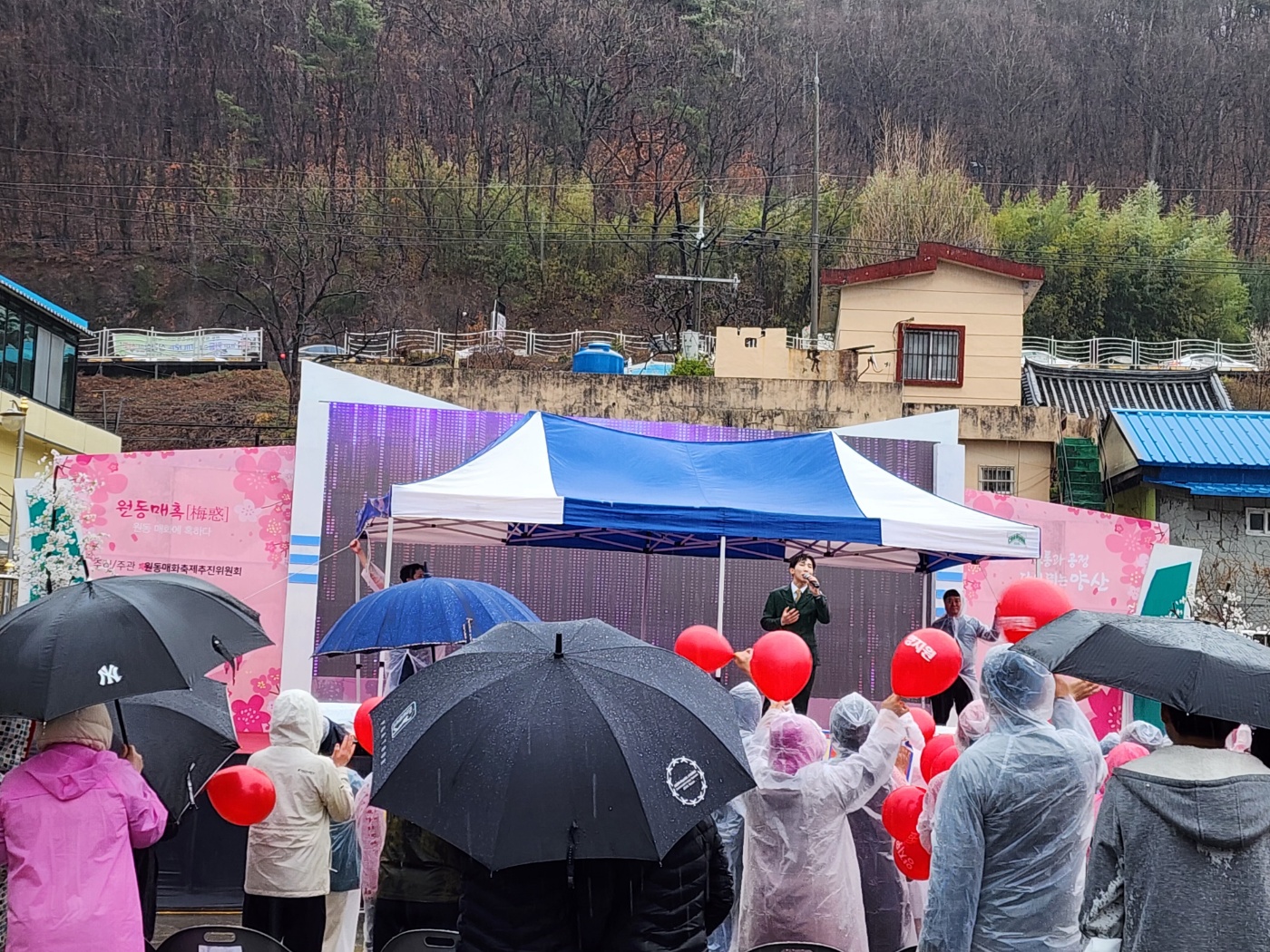 양산 파동매화축제 다녀왔습니다 3