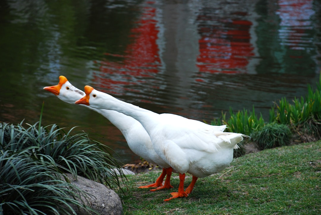 Han Duck-soo