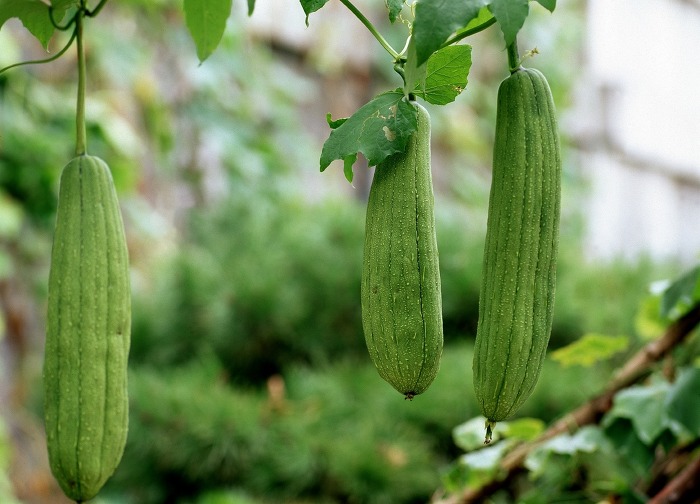  수세미 효능 부작용