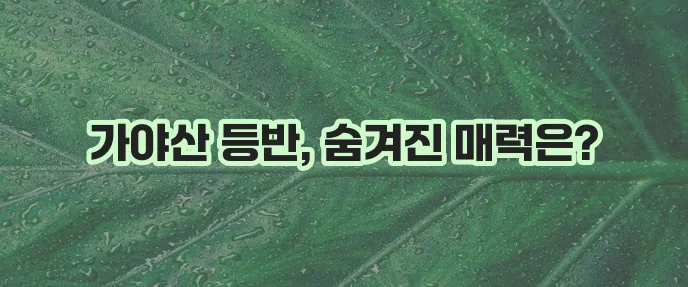 가야산 등산 코스 완벽 정복 어때요?