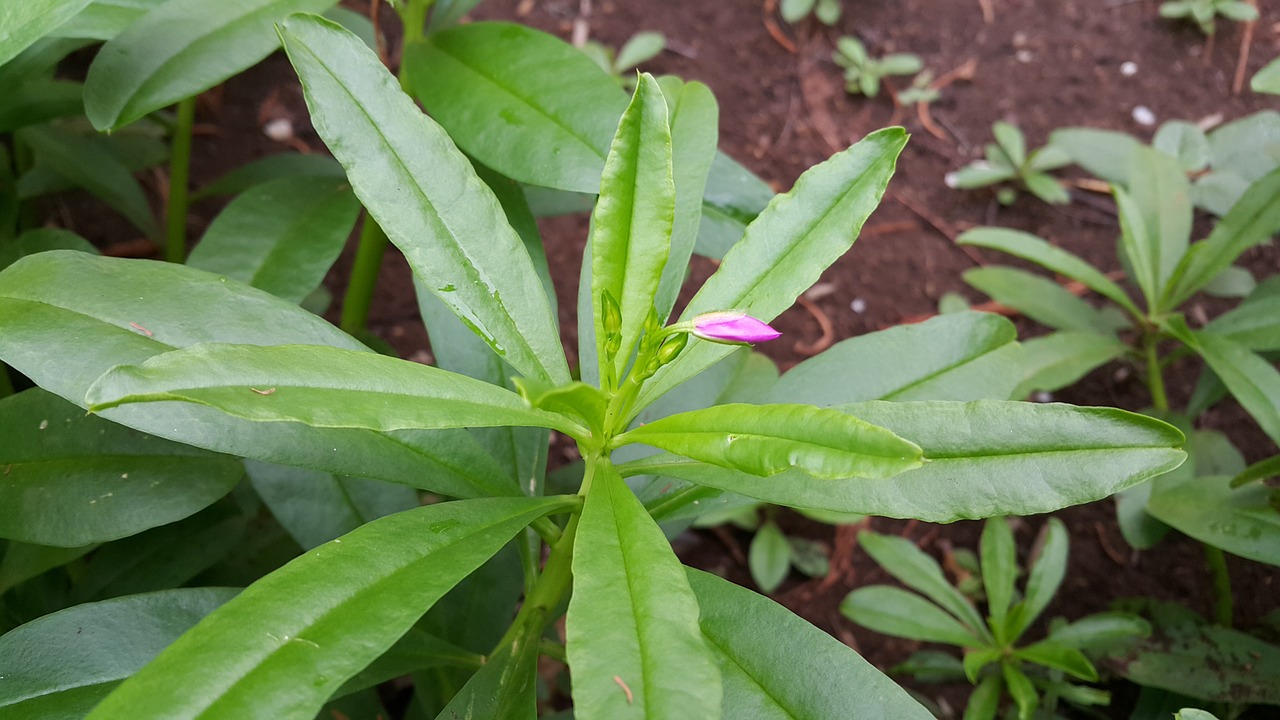  인삼 효능 인삼 부작용에 대해 알아 볼게요.